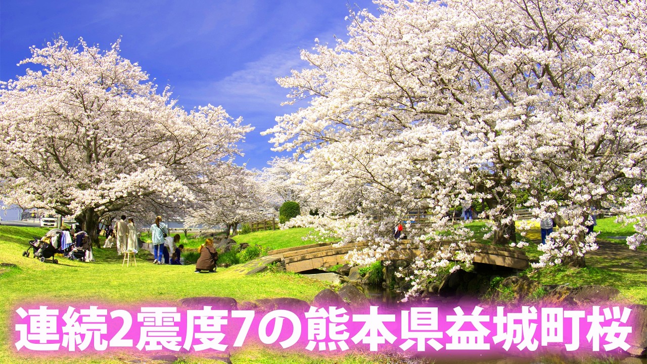 満開桜🌸熊本県益城町秋津川河川公園桜🌸Long ver.