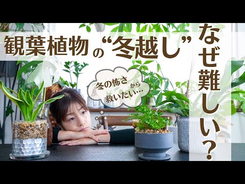 植物が凍結しているかどうかはどうやってわかりますか?いつ彼女を救おうとしますか？  庭園