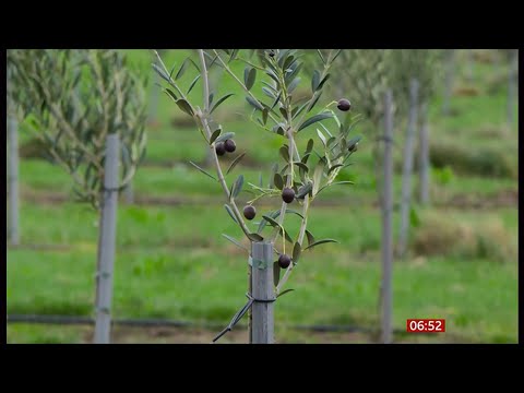 Most northerly commercial olive grove completes first UK harvest (UK) 4/Jan/2026