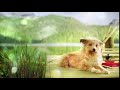 Hallmark Channel Channel ID 2019