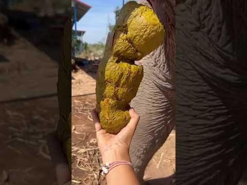 4 gu gu hagu hagu #viralvideo#trending🤣