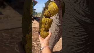 Download lagu 4 gu gu hagu hagu #viralvideo#trending🤣 mp3