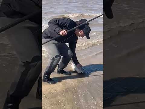 First black corvina of 2025, tip race, September 7th we start looking for crabs