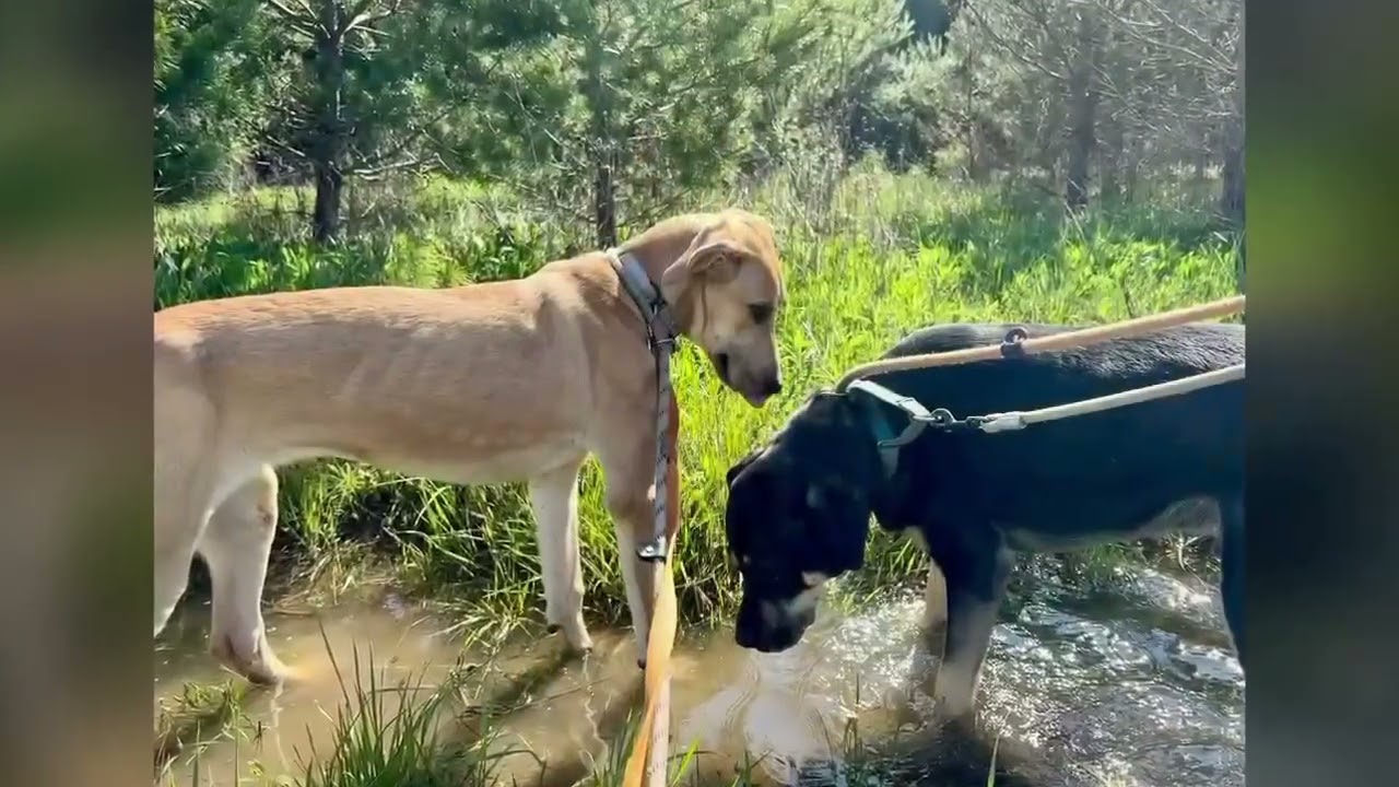 Enlarge Sadie, a ADOPTABLE mixed breed in Shippenville, PA video 6/6