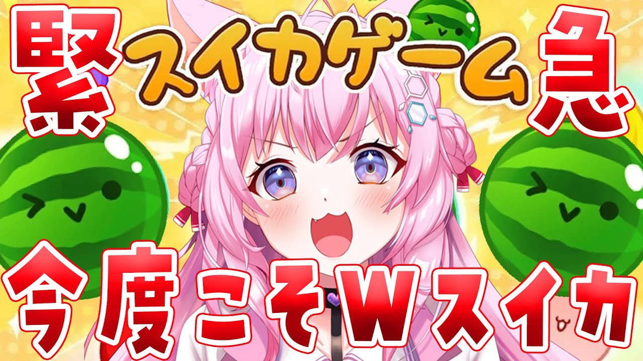 【緊急】【スイカゲーム】今度こそ本当に3500点↑＆Wスイカチャンス！！！！！！！🍉【博衣こより/ホロライブ】