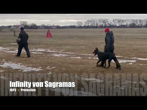 Dobermann IGP3 protection - Infinity von Sagramos