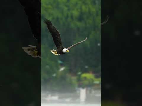 A Eagle Flying