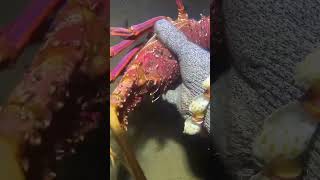 I catching seafood on the seafloor.-P1024-4#fishing #ocean #deepsea #nature #beach