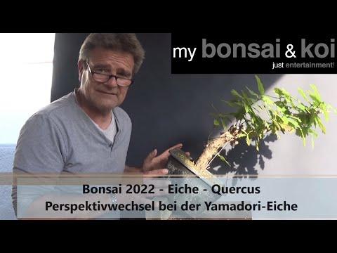 Bonsai 2022-22 - Eiche - Quercus - Perspektivwechsel bei der Yamadori-Eiche