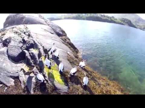 Just another FPV movie!