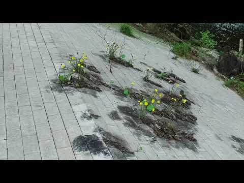 upsammy - Overflowering (Official Video)