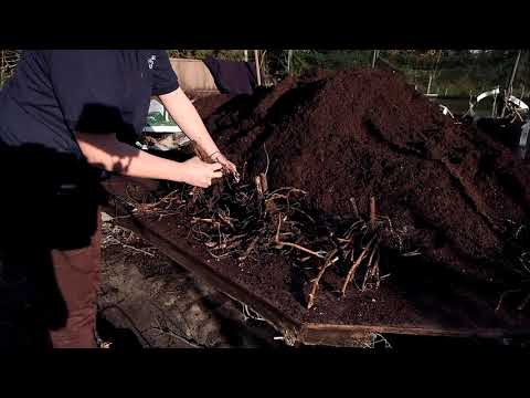 Splitting Helianthus 'Lemon Queen'
