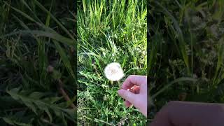 山の神の息吹 #自然 #nature #アウトドア #spring #asmr #short #shorts