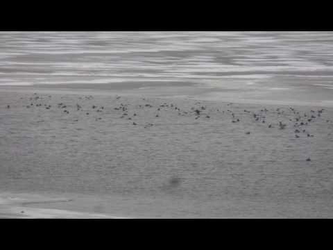 SAM 3031 2016 12 16 0316PM   Original MP4 was 27 1 MB   WB350F   Quality 30   AAC Passthru