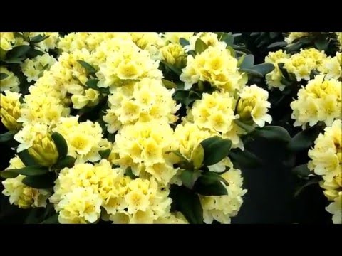Best Garden Shrubs, Rhododendron Capistrano