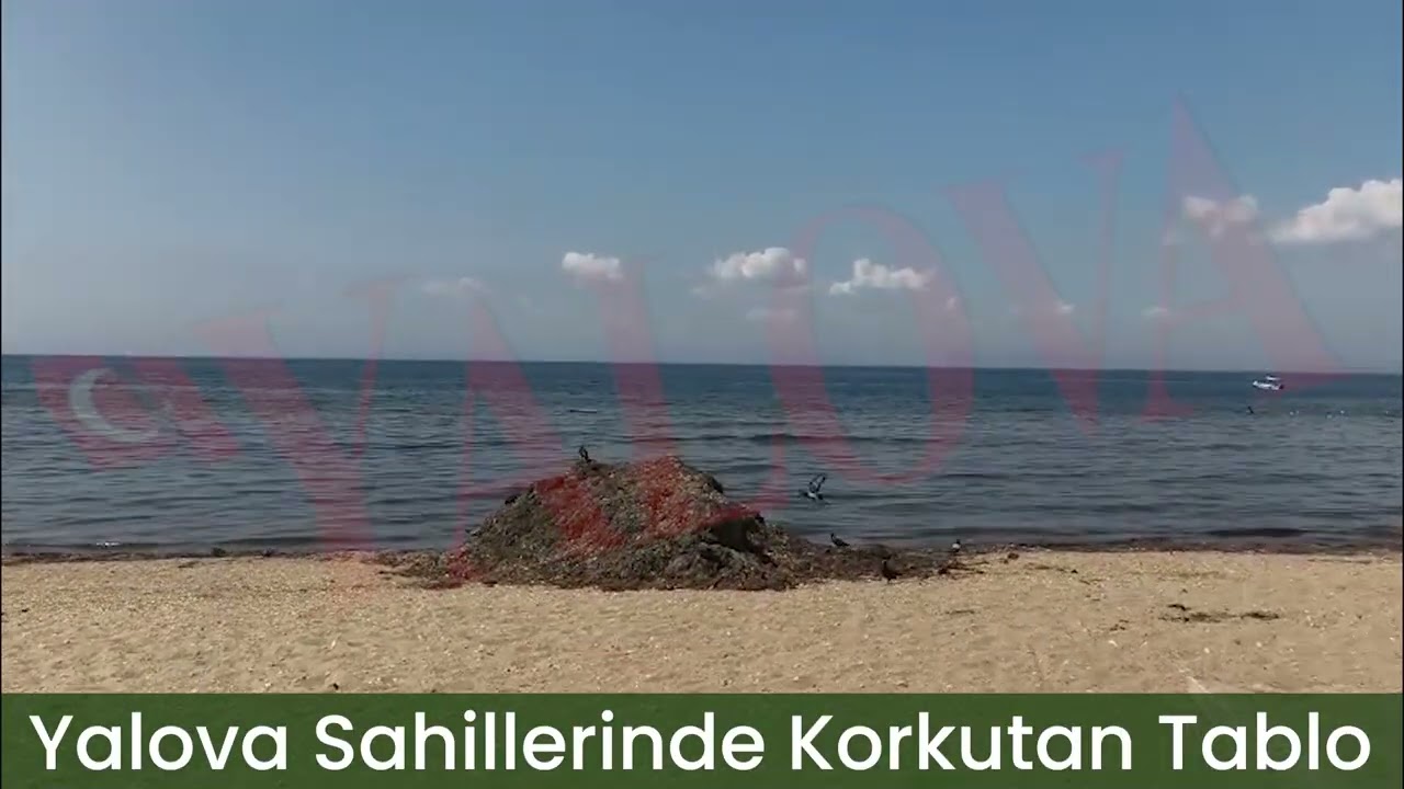 Yalova Sahillerinde Korkutan Tablo