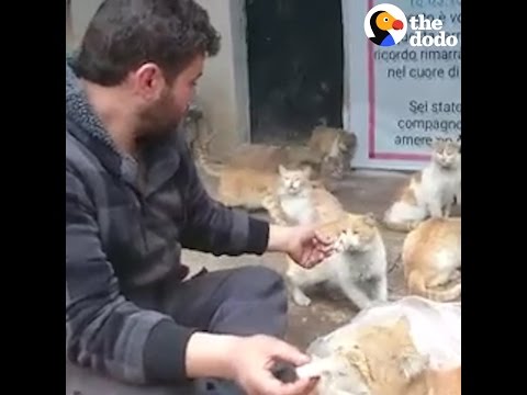 This Guy Is Saving Cats In War-Torn Syria