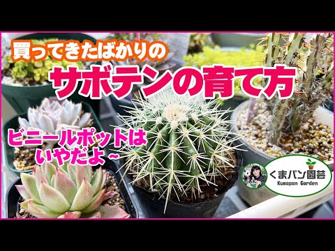 クリスマスサボテンを復活させる方法は？保存するために考慮すべき 8 つの要素  庭園