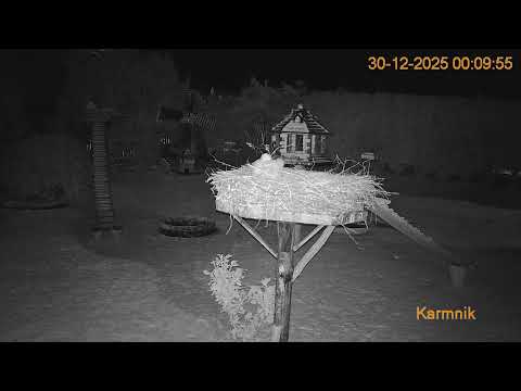 Gniazdo Bocianie pod Sokółką - na żywo.