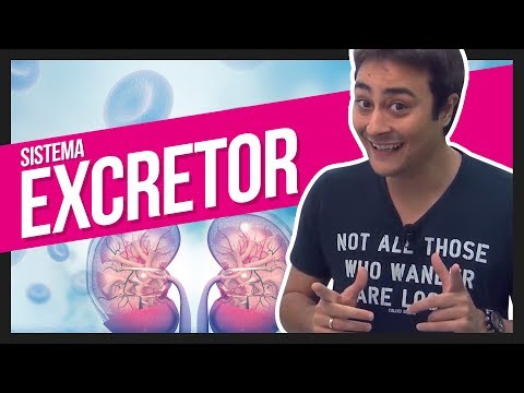 Sistema Excretor | Prof. Paulo Jubilut