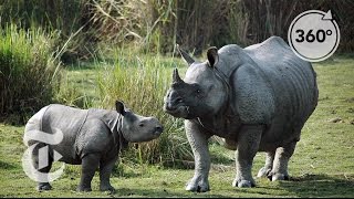 Tracking Down Rhino Poachers in India | The Daily 360 | The New York Times