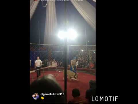 Львица напала на 3-летнюю девочку