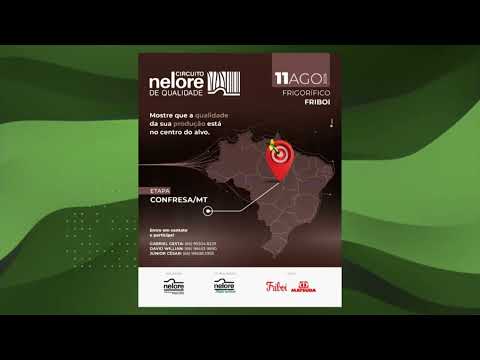 NOVILHADA PESADA E HOMOGÊNEA EXPRESSA TODO SEU POTENCIAL EM MATO GROSSO