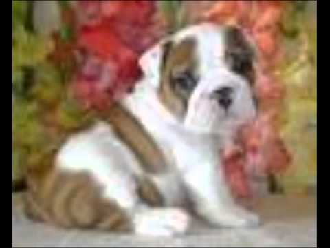 los perritos mas lindos del mundo