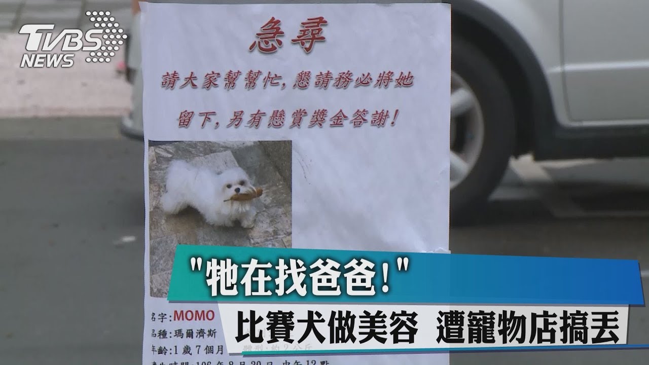 「牠在找爸爸!」比賽犬做美容 遭寵物店搞丟