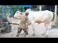Rick And Young Cow Vs Big Bull Matting Brutallity Where Cow Head