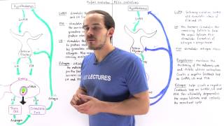 Hormones in Menstrual Cycle