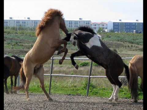 Kvistur f. Thufu. Icetolt/ in the end.