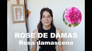 La sublime Rose de Damas