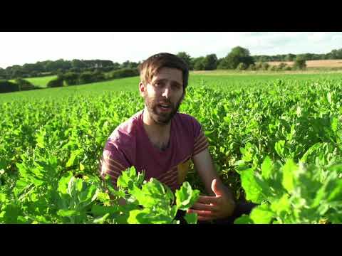 download lagu mp3 mp4 Growing Quinoa Uk, download lagu Growing Quinoa Uk gratis, unduh video klip Growing Quinoa Uk