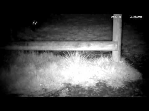 Badger growl squabble and chase ! - with sound