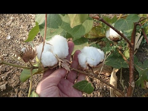 Cotton/kapas  Plantation and seed harvesting.