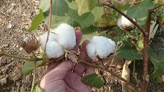 Cotton/kapas  Plantation and seed harvesting.