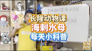 长隆向导给你介绍珠海长隆海洋王国动物科普太平洋海刺水母