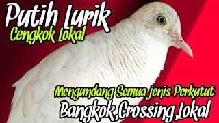 Download lagu Perkutut Putih Lurik Gacor,suara cengkok lokal memancing semua jenis Perkutut mp3