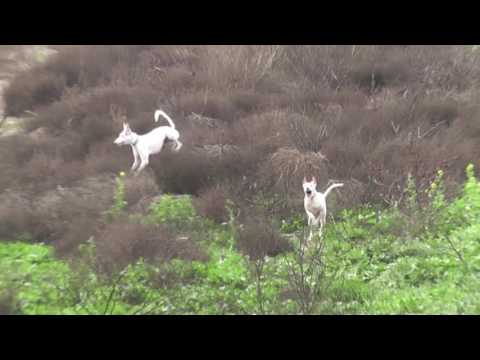 Slo-mo and freeze frame ibizan hounds hunting