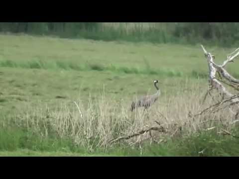 Der Kranich/The Crane