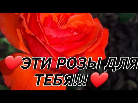Эти розы для тебя.Только для тебя!!!