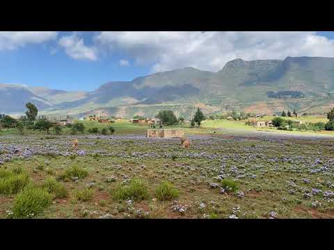 Sheep among Wildflowers in Malealea