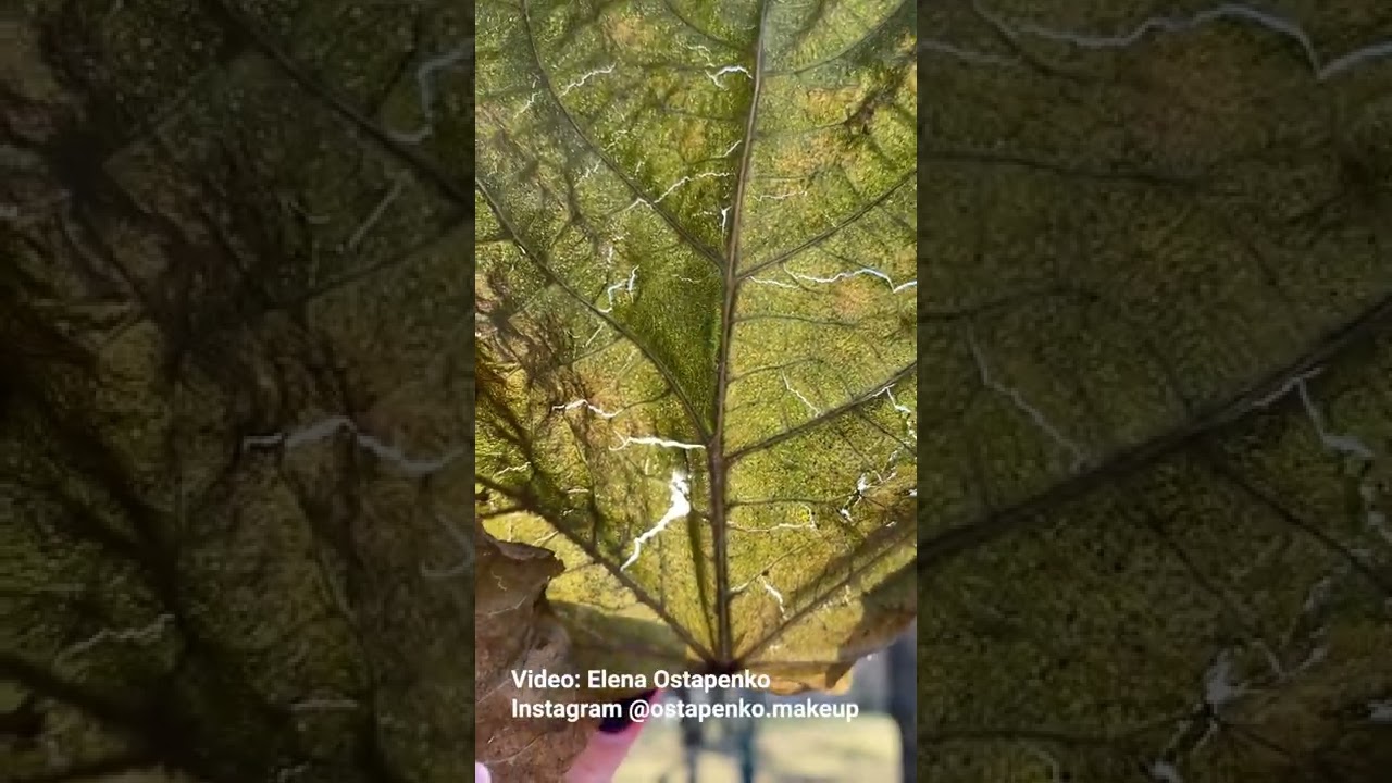 Nature textures beautiful leaf pattern with sun rays #shorts