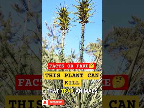 Puya