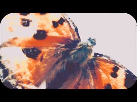 Bijas ╳ Mario Kontrargument - Efekt Motyla (ka-meal remix)