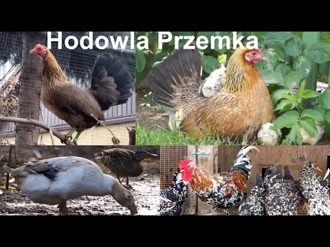 Hodowla drobiu ozdobnego Przemka vol. 2