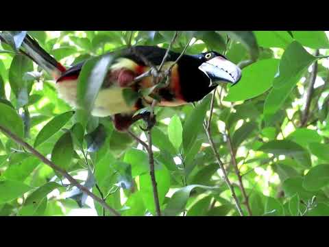 Aracari Enjoying the Edible Landscape at Lucky Dreamer Lodge