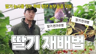 딸기 농사와 재배 과정의 경험이 없는 초보, 청년 농부들에게 선배 농부가 알려주는 딸기의 모든 것과 꿀팁!