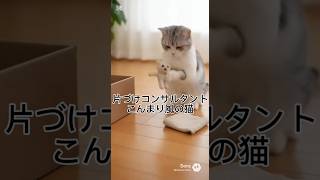 片づけコンサルタントこんまり風の猫